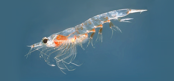 Krill oil, as awesome as it seems?